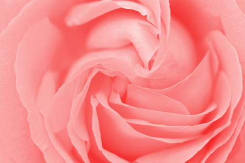Rose rosa